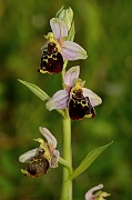David Plant Photography - Wildlife Photography - Late spider orchid - A