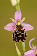 David Plant Photography - Wildlife Photography - Late spider orchid - D