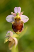 David Plant Photography - Wildlife Photography - Late spider orchid - H