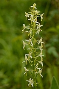 David Plant Photography - Wildlife Photography - Lesser butterfly orchid - C