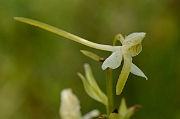 David Plant Photography - Wildlife Photography - Lesser butterfly orchid - D