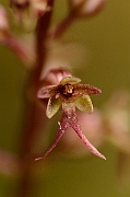 David Plant Photography - Wildlife Photography - Lesser twayblade - A