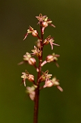 David Plant Photography - Wildlife Photography - Lesser twayblade - B