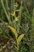 David Plant Photography - Wildlife Photography - Lindisfarne helleborine - A