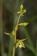 David Plant Photography - Wildlife Photography - Lindisfarne helleborine - B