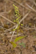 David Plant Photography - Wildlife Photography - Lindisfarne helleborine - C