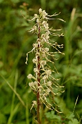 David Plant Photography - Wildlife Photography - Lizard orchid - B