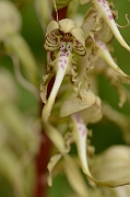 David Plant Photography - Wildlife Photography - Lizard orchid - C