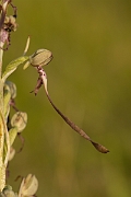 David Plant Photography - Wildlife Photography - Lizard orchid - F