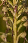 David Plant Photography - Wildlife Photography - Lizard orchid - G