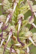 David Plant Photography - Wildlife Photography - Lizard orchid - J