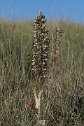 David Plant Photography - Wildlife Photography - Lizard orchid - K