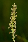 David Plant Photography - Wildlife Photography - Man orchid - A