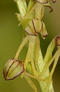 David Plant Photography - Wildlife Photography - Man orchid - C