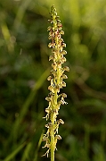 David Plant Photography - Wildlife Photography - Man orchid - F