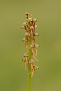 David Plant Photography - Wildlife Photography - Man orchid - J