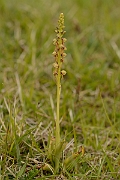 David Plant Photography - Wildlife Photography - Man orchid - L