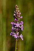 David Plant Photography - Wildlife Photography - Marsh fragrant orchid - D