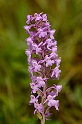 David Plant Photography - Wildlife Photography - Marsh fragrant orchid - E
