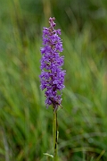 David Plant Photography - Wildlife Photography - Marsh fragrant orchid - J