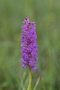 David Plant Photography - Wildlife Photography - Marsh fragrant orchid - K