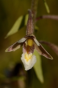 David Plant Photography - Wildlife Photography - Marsh helleborine - A