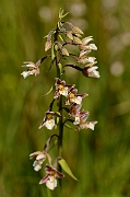 David Plant Photography - Wildlife Photography - Marsh helleborine - B