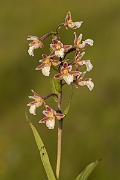 David Plant Photography - Wildlife Photography - Marsh helleborine - E