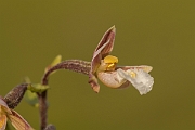 David Plant Photography - Wildlife Photography - Marsh helleborine - G