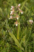 David Plant Photography - Wildlife Photography - Marsh helleborine - H