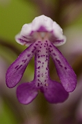 David Plant Photography - Wildlife Photography - Military orchid - A