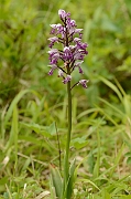 David Plant Photography - Wildlife Photography - Military orchid - C