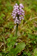 David Plant Photography - Wildlife Photography - Military orchid - E