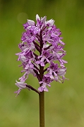 David Plant Photography - Wildlife Photography - Military orchid - G