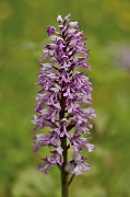 David Plant Photography - Wildlife Photography - Military orchid - I