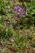David Plant Photography - Wildlife Photography - Military orchid - J