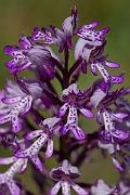 David Plant Photography - Wildlife Photography - Military orchid - K