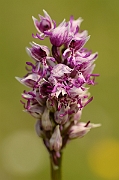 David Plant Photography - Wildlife Photography - Monkey orchid - C