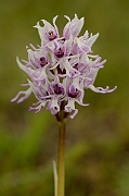 David Plant Photography - Wildlife Photography - Monkey orchid - F