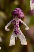 David Plant Photography - Wildlife Photography - Monkey orchid hybrid - A