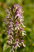 David Plant Photography - Wildlife Photography - Monkey orchid hybrid - B