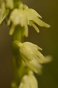 David Plant Photography - Wildlife Photography - Musk orchid - B