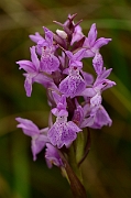 David Plant Photography - Wildlife Photography - Narrow-leaved marsh orchid - B