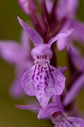 David Plant Photography - Wildlife Photography - Narrow-leaved marsh orchid - C
