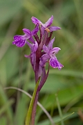 David Plant Photography - Wildlife Photography - Narrow-leaved marsh orchid - E