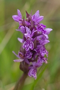 David Plant Photography - Wildlife Photography - Narrow-leaved marsh orchid - F