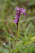 David Plant Photography - Wildlife Photography - Narrow-leaved marsh orchid - G