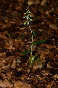David Plant Photography - Wildlife Photography - Narrow-lipped helleborine - A