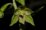 David Plant Photography - Wildlife Photography - Narrow-lipped helleborine - C