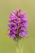 David Plant Photography - Wildlife Photography - Northern marsh orchid - B